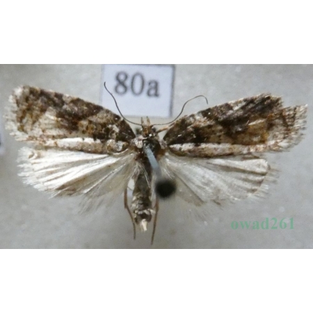 Acleris maccana (Treitschke, 1835) Czech80a
